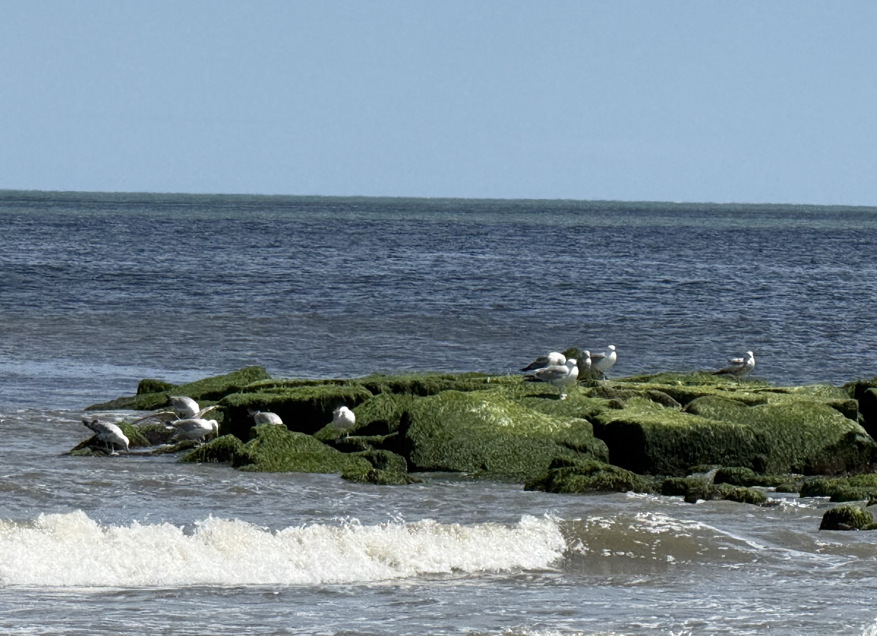 Gulls resting on the rocks at the shore